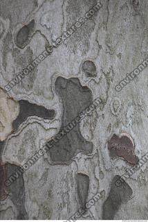 tree bark 0002